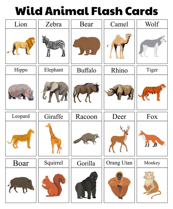 Actividades de animales de la selva en inglés