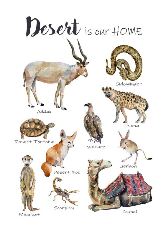 Animales del desierto en inglés