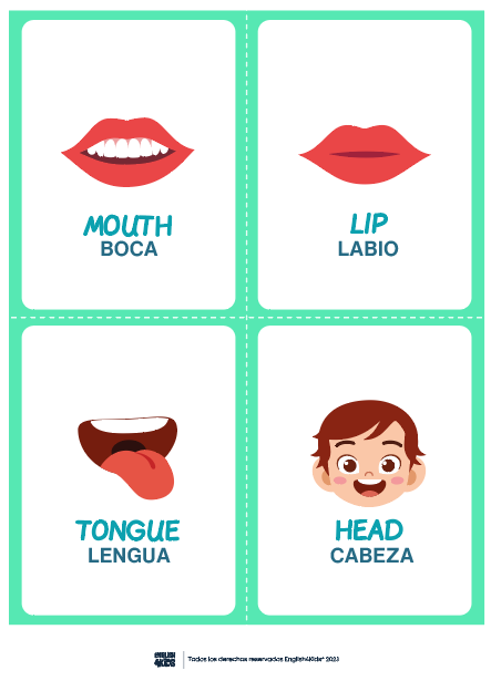 Flashcards de partes del rostro en inglés