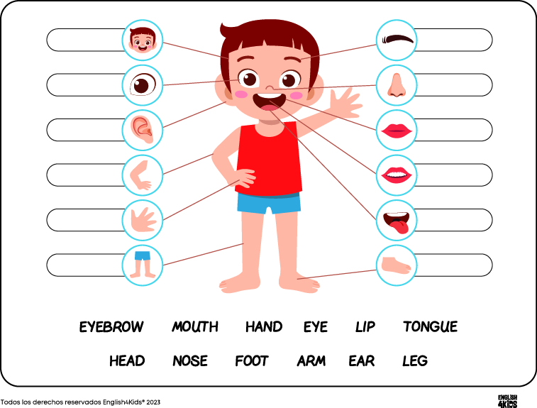 las partes del cuerpo en ingles