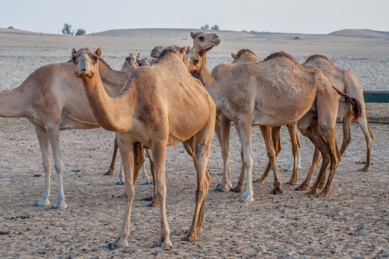 Animales del desierto en inglés