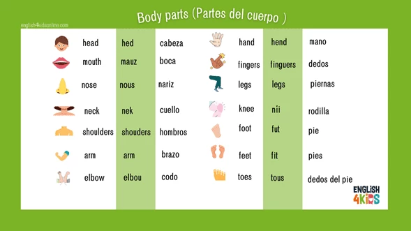 partes del cuerpo - English4Kids