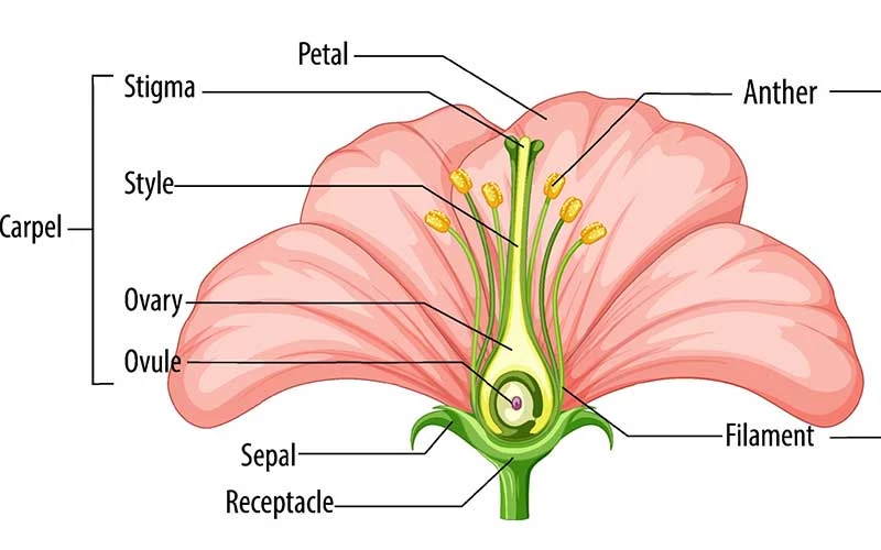 Partes de una flor - English4Kids